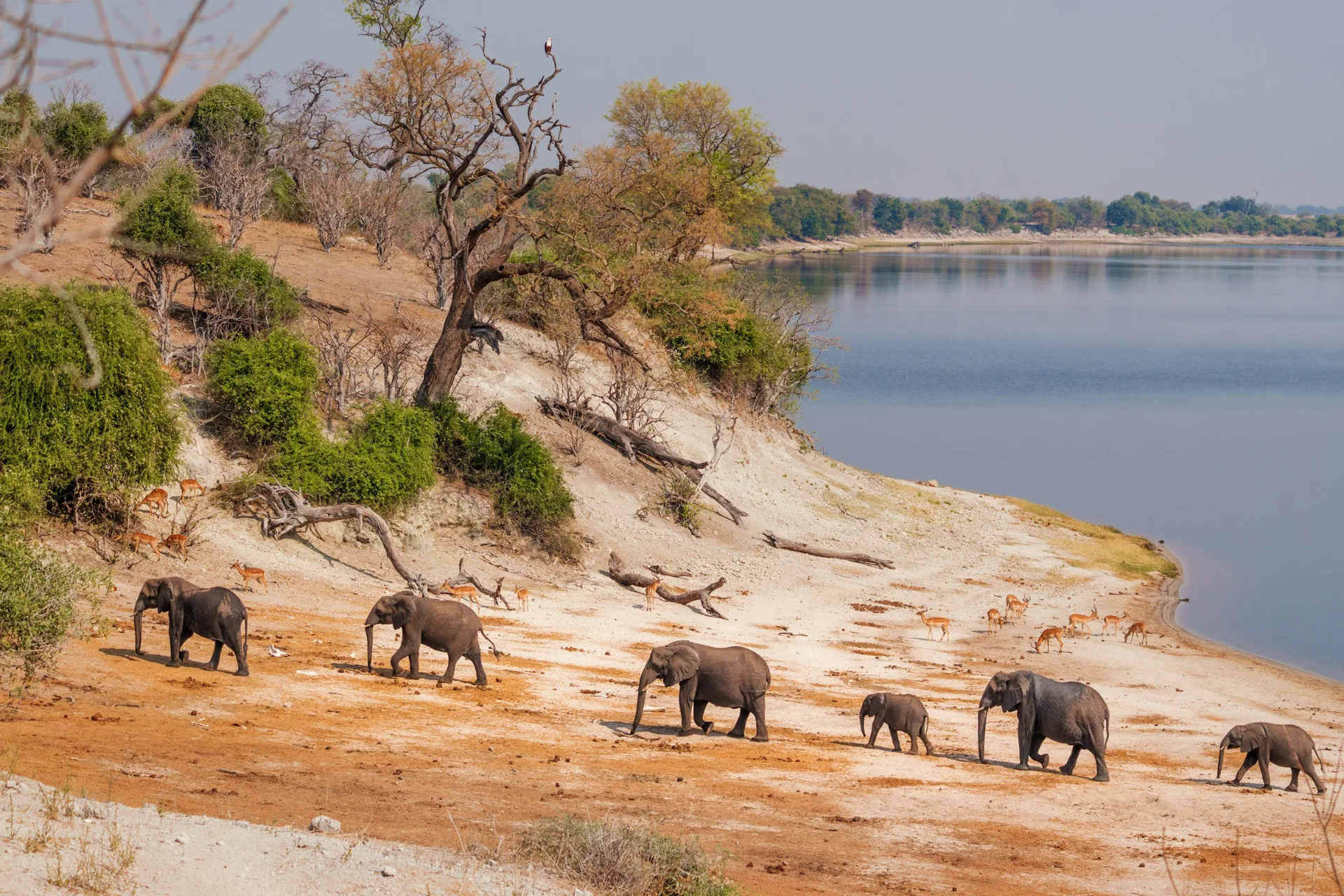 Elefanten am Chobe-Fluss, Botswana